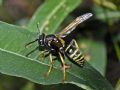 Polistes biglumis